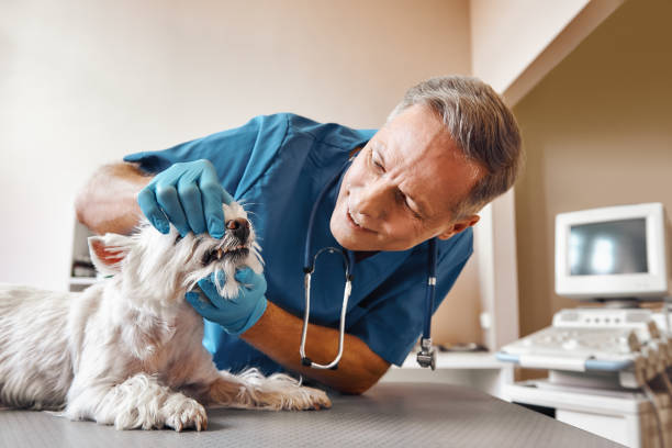 Best Emergency Treatment for Dental Infections or Abscesses in Corvallis, MT